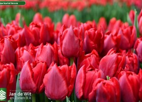 Tulipa Scarlet Verona ® (3)
